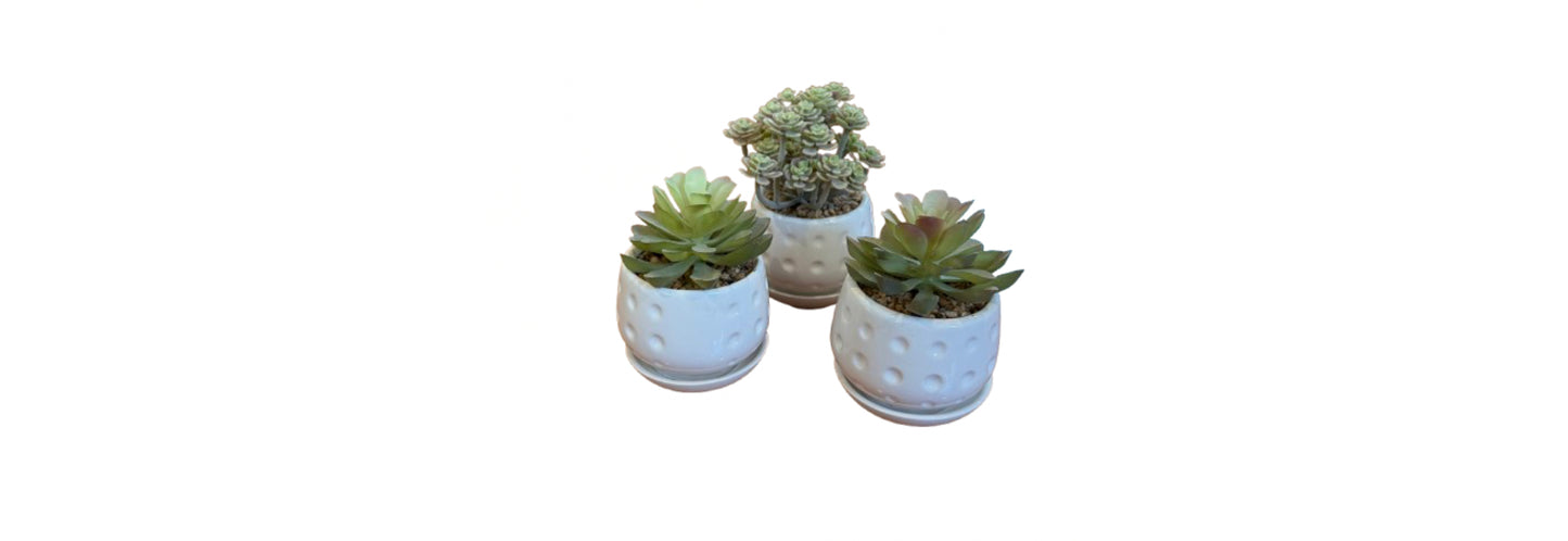 Faux Succulent in Ivory Dimpled Ceramic Pot Assorted