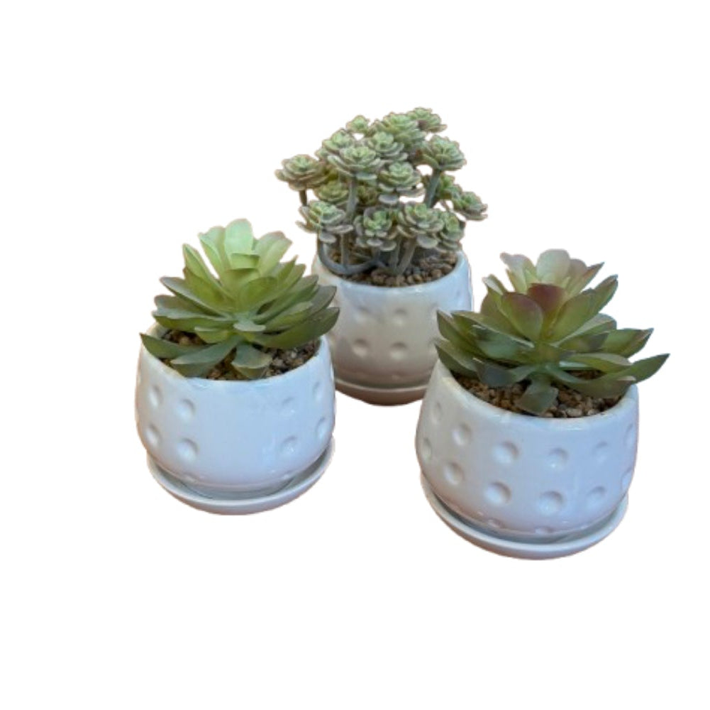 Faux Succulent in Ivory Dimpled Ceramic Pot Assorted