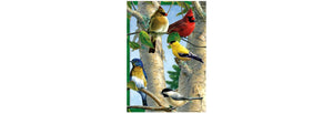 Favorite Songbirds All Occasion Card